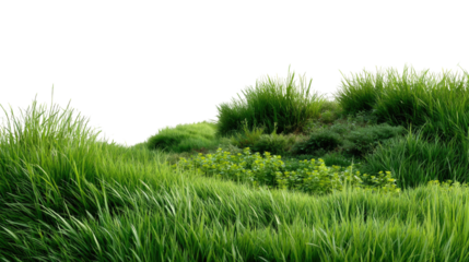 Lush Green Grass Field: A vibrant expanse of lush green grass, evoking a sense of natural beauty and tranquility in the outdoor.