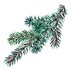 Blue fir branch in watercolor technique