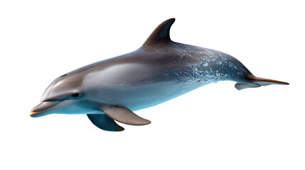 Fototapeta premium Joyful Dolphin's Graceful Dive: Capture the pure joy and grace of a vibrant dolphin as it gracefully swims through the ocean. The image is a testament to nature's wonders.