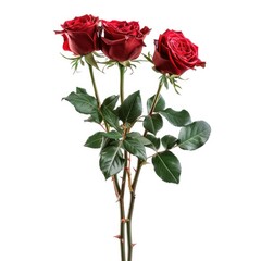 Three deep red roses with lush green leaves and thorns on long stems, isolated against a white background