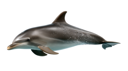 Ocean's Grace: A sleek dolphin gracefully glides through the ocean depths, its streamlined form and playful energy captivating onlookers, evoking a sense of freedom and connection to nature.