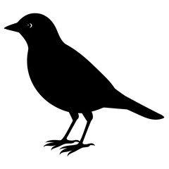 crow on a white background