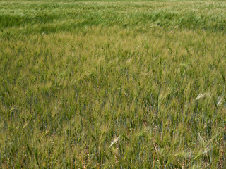 Field of green barley plants swaying in the wind
