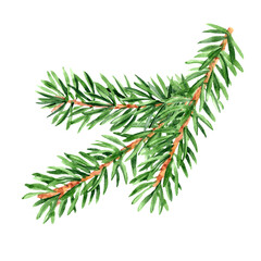 Hand drawn pine branch with three sprouts