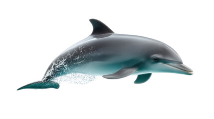 Fototapeta premium Dolphin's Grace: An elegant dolphin glides effortlessly through clear, turquoise water, captured in stunning detail, showcasing its sleek form and the beauty of marine life.