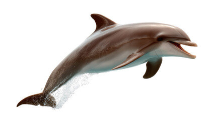 Fototapeta premium Playful Dolphin Leaping: A sleek, animated dolphin leaps gracefully, showcasing its vibrant energy against a seamless backdrop, representing aquatic elegance and marine life.