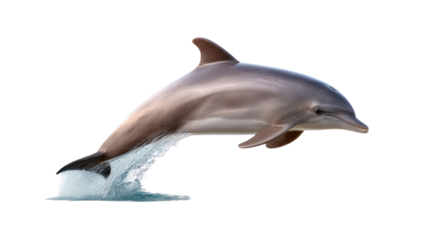 Dolphin Jumping Out of the Water: A dolphin leaps from the water, a majestic display of power and grace, captivating all with its sleek form and dynamic movement, showcasing its natural athleticism.