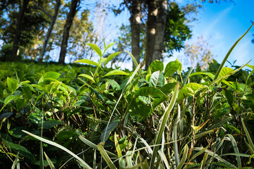 Fresh Green Tea Trees with Two Leaves and a Bud in Organic Plantation. Eco Herbal Farm for Healthy Natural Tea Production. Closeup of Herbal Tea Leaves in Green Tea Plantation. Tea Macro Photography