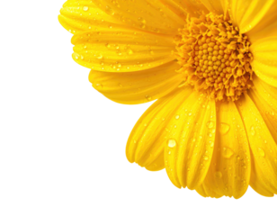 Close-up of a vibrant yellow flower, petals detailed with water droplets, against a black backdrop