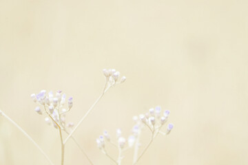 Beautiful blurred background nature with a soft focus. wallpaper concept, among green leaves and other blossom blur background.	