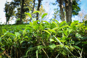 Fresh Green Tea Trees with Two Leaves and a Bud in Organic Plantation. Eco Herbal Farm for Healthy Natural Tea Production. Closeup of Herbal Tea Leaves in Green Tea Plantation. Tea Macro Photography