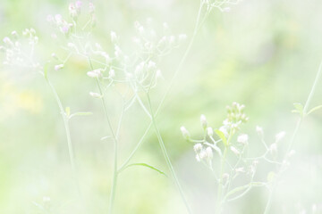 Beautiful blurred background nature with a soft focus. wallpaper concept, among green leaves and other blossom blur background.	