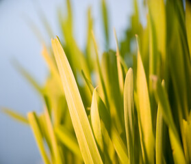 Close up of fresh green grass blades in sunlight with a soft blurred background