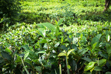 Fresh Green Tea Trees with Two Leaves and a Bud in Organic Plantation. Eco Herbal Farm for Healthy Natural Tea Production. Closeup of Herbal Tea Leaves in Green Tea Plantation. Tea Macro Photography