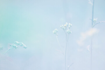 Beautiful blurred background nature with a soft focus. wallpaper concept, among green leaves and other blossom blur background.	