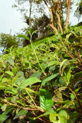Fresh Green Tea Trees with Two Leaves and a Bud in Organic Plantation. Eco Herbal Farm for Healthy Natural Tea Production. Closeup of Herbal Tea Leaves in Green Tea Plantation. Tea Macro Photography