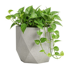 Green pothos plant in a geometric pot isolated on transparent background