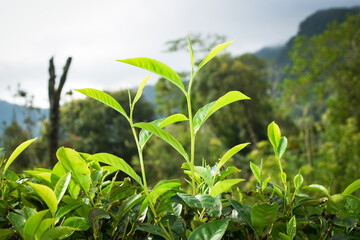 Fresh Green Tea Trees with Two Leaves and a Bud in Organic Plantation. Eco Herbal Farm for Healthy Natural Tea Production. Closeup of Herbal Tea Leaves in Green Tea Plantation. Tea Macro Photography