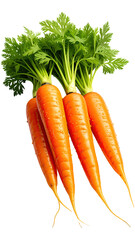 Fresh, vibrant carrots with green tops.  Four slender orange carrots clustered together,  topped with bright green leaves