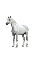 A majestic white horse, powerfully built with a flowing mane and tail, stands against a black background.  Its legs are feathered