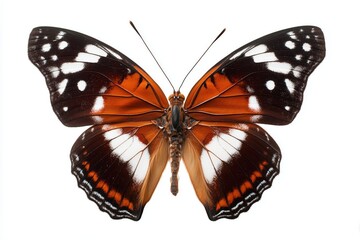 Fototapeta premium Delicate butterfly perched against a white backdrop
