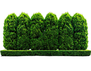 Lush, symmetrical hedge row