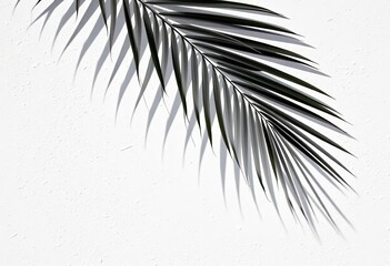 Obraz premium Abstract grey palm leaf shadow on textured white wall, tropical leaves, modern background