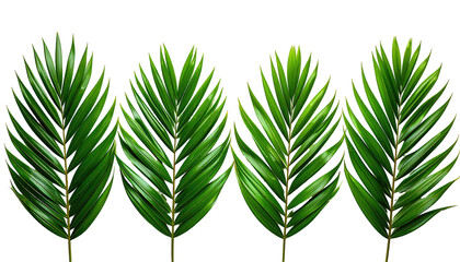Close-up of four vibrant green palm fronds against a black background.  The fronds are detailed, exhibiting numerous narrow, pointed leaflets