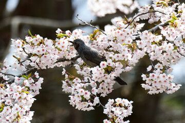 サクラの蜜を吸うヒヨドリ