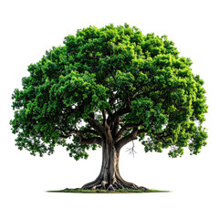 Lush green tree, strong trunk, broad canopy