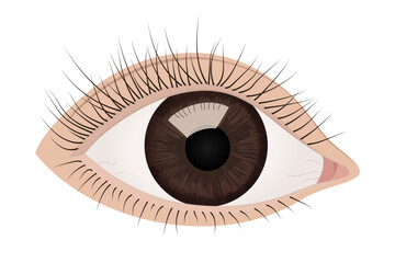 Human Eye Highlighting Iris, Eyelashes, and Eyelids. Detailed Anatomical Vector Illustration