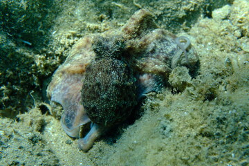 Common octopus (Octopus vulgaris) hunting, Aegean Sea, Greece, Halkidiki, Pirgos beach
