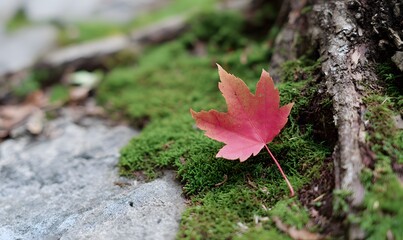 a red maple leaf fall down at the tree root