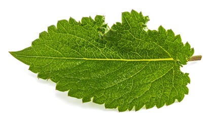 Fototapeta premium Vibrant green leaf, serrated edges, prominent central vein
