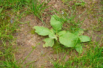 Vibrant green broadleaf plant, possibly a common weed, thriving in a mixture of soil and scattered grass, showcasing natural resilience and garden ecology with intricate leaf details