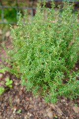 Thyme Herb Plant Growing in Garden Soil