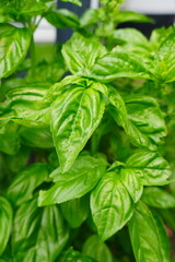 Lush Green Basil Plant Close-Up Vibrant Herb in Detail