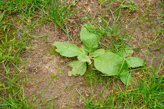 Vibrant green broadleaf plant, possibly a common weed, thriving in a mixture of soil and scattered grass, showcasing natural resilience and garden ecology with intricate leaf details