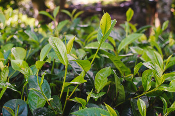 Macro Photography of Fresh Green Tea Leaves in Herbal Plantation. Eco Organic Farm with Morning Light for Natural Healthy Tea. Closeup Tea Leaves and Buds on Green Tea Tree. Tea and Health Benefits