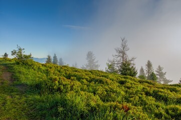 Scenic mountain meadow at sunrise with fresh green grass and fog drifting through pine trees under a clear blue sky in early summer.