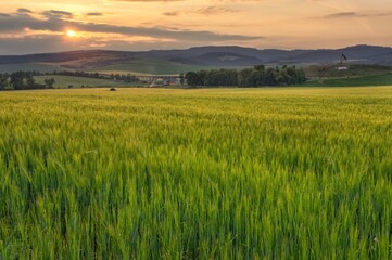 Peaceful sunset over a lush green barley field in the countryside with rolling hills, a distant chapel, and soft golden light illuminating the landscape.