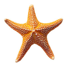 Orange starfish isolated on transparent background