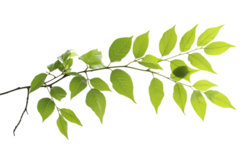 Green ash tree branch with leaves isolated on transparent background