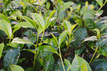 Fresh Green Tea Trees with Two Leaves and a Bud in Organic Plantation. Eco Herbal Farm for Healthy Natural Tea Production. Closeup of Herbal Tea Leaves in Green Tea Plantation. Tea Macro Photography
