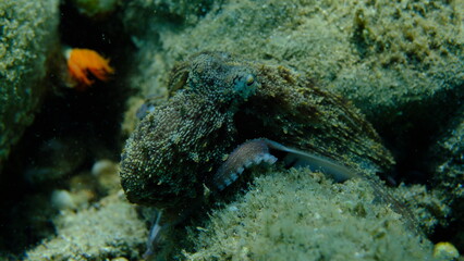 Common octopus (Octopus vulgaris) hunting, Aegean Sea, Greece, Halkidiki, Pirgos beach