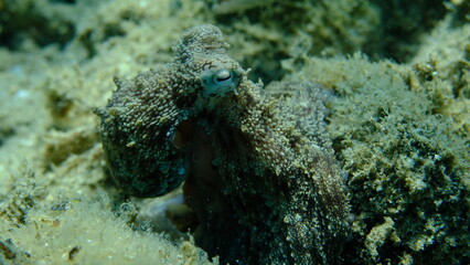Common octopus (Octopus vulgaris) hunting, Aegean Sea, Greece, Halkidiki, Pirgos beach