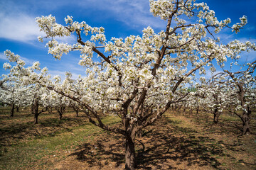 Pear flowers bloom in spring