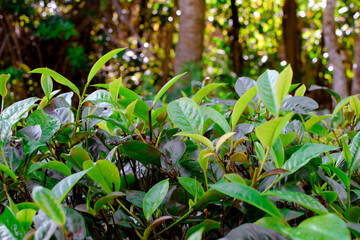 Fresh Green Tea Trees with Two Leaves and a Bud in Organic Plantation. Eco Herbal Farm for Healthy Natural Tea Production. Closeup of Herbal Tea Leaves in Green Tea Plantation. Tea Macro Photography