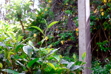 Macro Photography of Fresh Green Tea Leaves in Herbal Plantation. Eco Organic Farm with Morning Light for Natural Healthy Tea. Closeup Tea Leaves and Buds on Green Tea Tree. Tea and Health Benefits