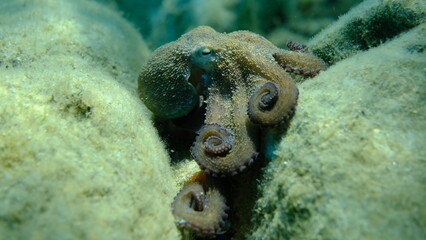 Common octopus (Octopus vulgaris) hunting, Aegean Sea, Greece, Halkidiki, Pirgos beach © Alexey